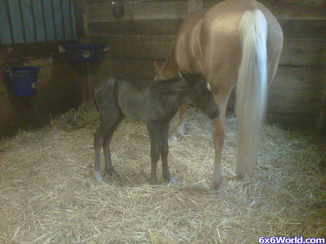 Rhythm_Foal_May_2012_038