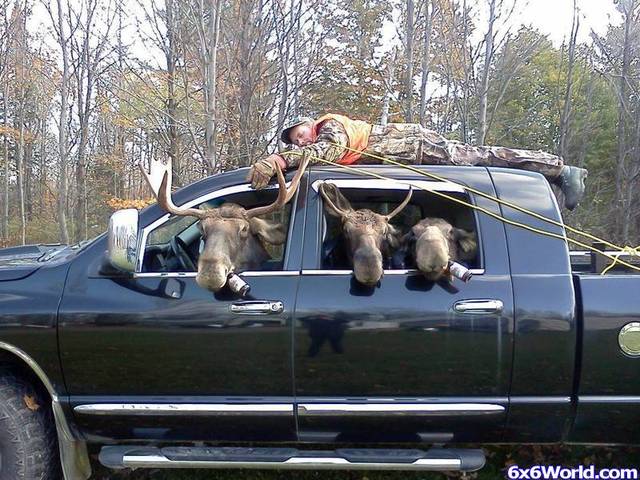 Moose hunters