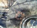 Click image for larger version

Name:	Frankenpatch and bolt 005 (WinCE).jpg
Views:	3
Size:	14.7 KB
ID:	355325